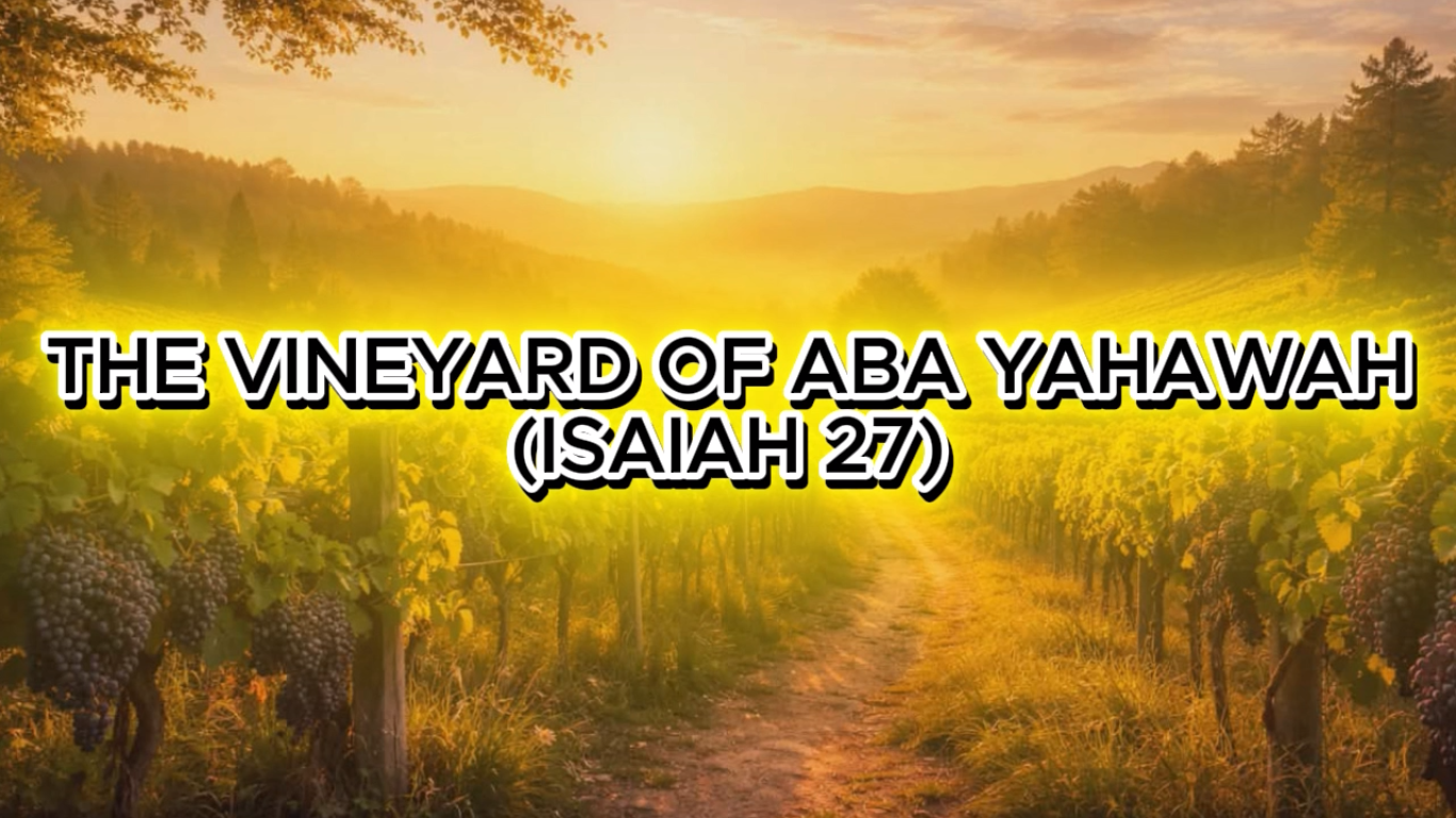 The Vineyard Of YAHAWAH